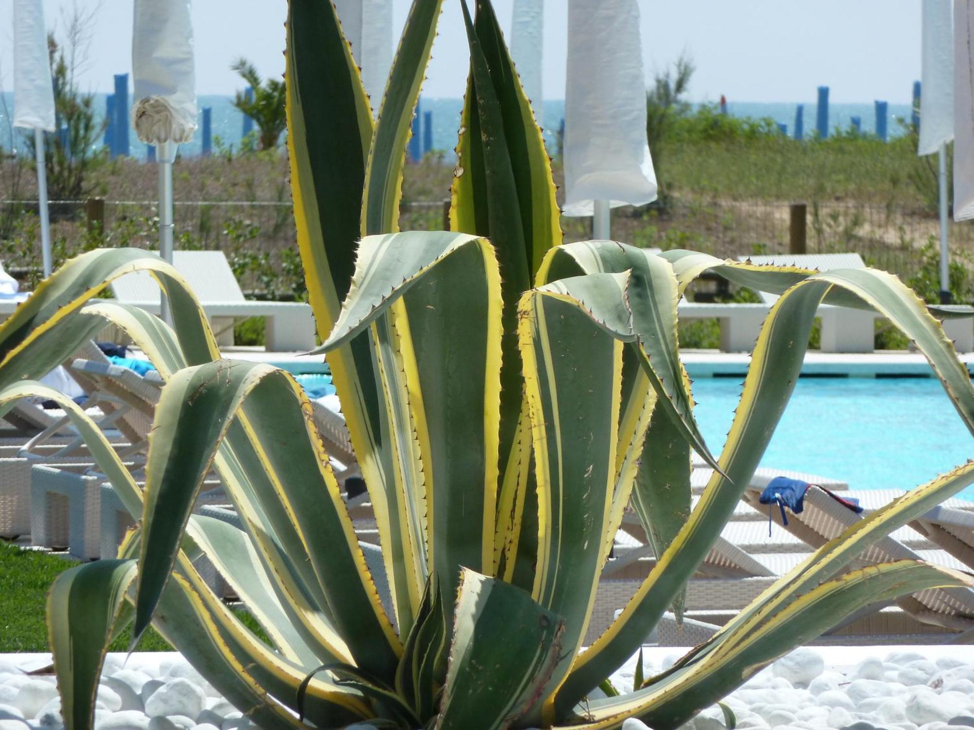 Hotel Mediterraneo Suite&residence Lido di Jesolo